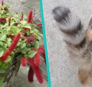 La planta cola de gato, segura para tu felino.