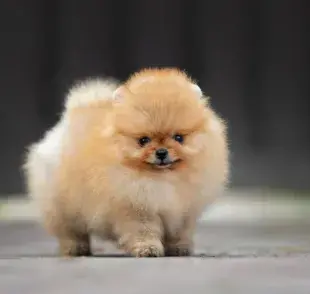 Los Pomerania mini son una de las razas más adorables y pequeñas del mundo canino. 