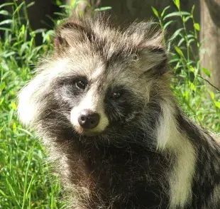 El perro mapache se trata de un Tanuki. Foto: folklorethursday.com