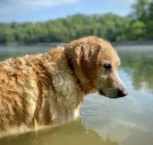 ¿Tu perro le tiene miedo al agua? Aprende cómo ayudarlo.