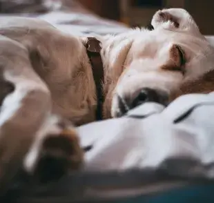 A los perros no les debes dar alcohol, pues les puedes ocasionar daños neurológicos.