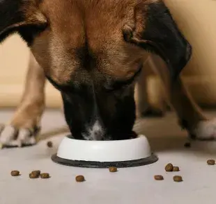 Si tu perro está en etapa reproductiva, opta por el alimento criador.