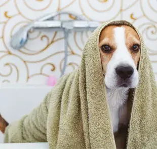 El shampoo de avena es una opción natural y efectiva para limpiar y cuidar la piel de los perros.