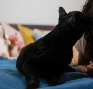 El beso de gato, no es un beso litera.