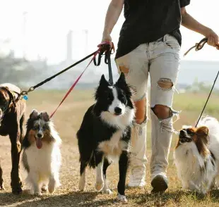 Hoy es día es más común certificarse como paseador de perros.