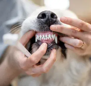 Las caries en los perros son causadas por la acumulación de placa bacteriana en los dientes.