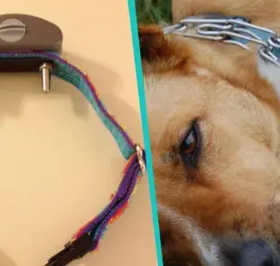 ¿Qué tan peligroso es el collar de castigo para perros?"