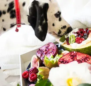 La comida natural para perro es perfecta para la mejora en la salud dental.