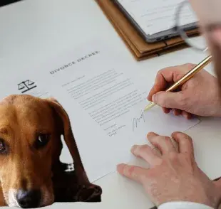 ¡La ley cambiará! Custodia compartida para mascotas en divorcios