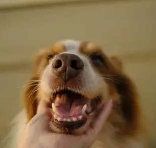 Los perros nacen sin dientes. Entre la semana 3 y 4 es cuando salen los de leche.