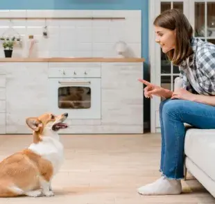 La capacidad de los perros para aprender palabras no se limita a un solo idioma