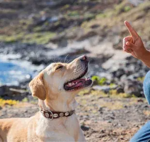 Uno de los secretos más importantes para entrenar a un perro es el uso del refuerzo positivo.