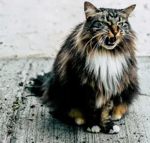 Si tu gato vomita con sangre, podría ser gastritis.