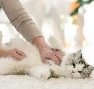 Las gatas pueden entrar en celo y ser fértiles desde los cinco o seis meses de edad. 