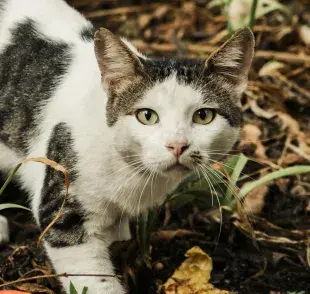 Al principio puede que a tu gato le cueste acostumbrarse a la arena de tofu.