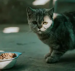 La comida de los gatos debe estar a temperatura ambiente.