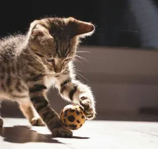 Que tu gato juegue con la pelota le ayudará a bajar su estrés.