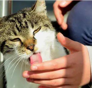 Lamer es un comportamiento que los gatos aprenden desde sus primeros días de vida.