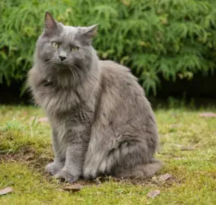 El gato nebelung es una raza poco común que destaca por su pelaje gris azulado.