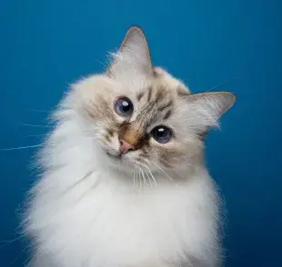 Una dieta equilibrada y rica en nutrientes es clave para mantener la piel y el pelaje de tu gato