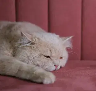 Detecta el beso del gato para saber que tu felino está relajado.