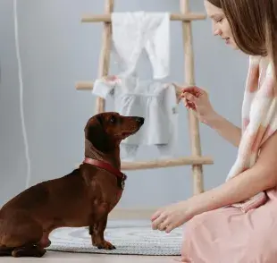 Hablarle con voz de bebé a tu perro ayuda a que entienda mejor.