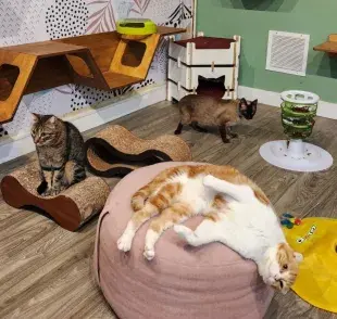 Mishmosos es un hotel de 5 estrellas en Argentina. Foto: Hotel de gatos 