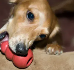 Kong para perro: aliado en el entrenamiento de cachorros