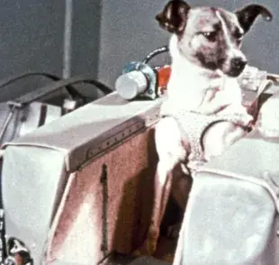 Laika fue la primera perra en viajar al espacio