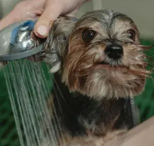 Debes bañar a tu perro dependiendo de la raza, tamaño y estilo de vida. 