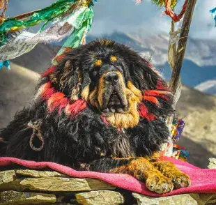 El Mastin tibetano es uno de los perros más dulces y difíciles de entrenar.