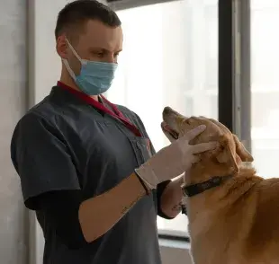 Cuando le des medicamento a tu perro, recuerda la cantidad y la hora en la que lo administras.