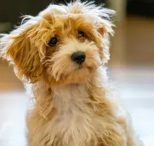 En promedio, los perros mudan de pelo dos veces al año.