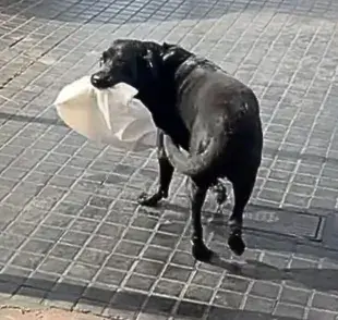  Otto es un cliente habitual que todos los días llega con una bolsa que contiene dinero.