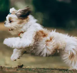 Existen razas y perros que se estimulan con el paseo. 