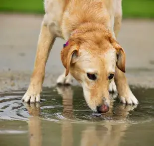 La respuesta de los perros al agua también puede depender de su raza y sus características físicas.