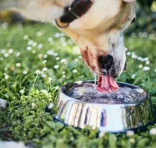 Los perros grandes, como los labradores o los pastores alemanes, tienden a necesitar más agua que los perros pequeños