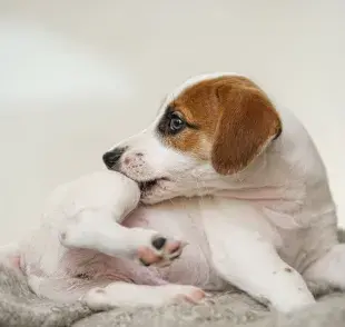 Si observas que tu mascota tiene un barro, lo primero es evitar exprimirlo o manipularlo.