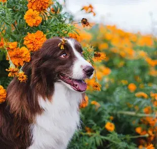 En casa, evita que tenga acceso a las flores en lugares donde él pueda alcanzarlas.