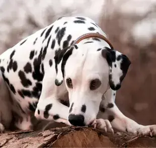 El patrón clásico y más común de un dálmata es el de fondo blanco con manchas negras.