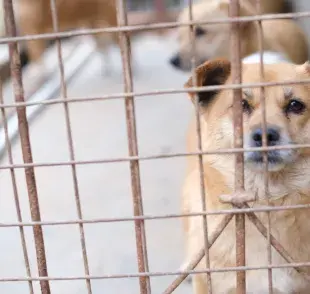 Mantener a un perro en una jaula por períodos prolongados puede llevar a problemas de salud física.