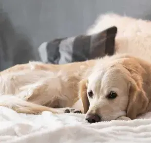  Esta afección puede afectar a perros de todas las edades y razas.