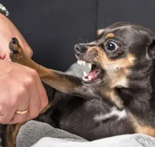 Los perros son expertos en leer el lenguaje corporal humano. 