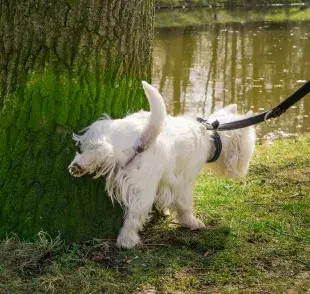 Los perros marcan su territorio con orina para establecer su presencia.