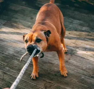 Algunos perros pueden estar irritados durante el cambio de pelo.