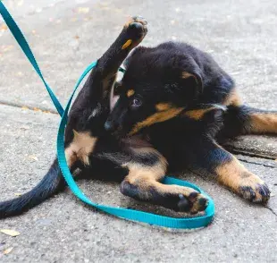 En la mayoría de los casos, los perros se lamen sus partes íntimas para mantenerlas limpias.