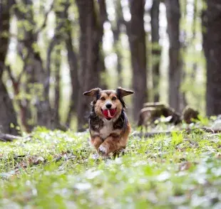 Una de las principales ventajas de los perros mestizos es su diversidad genética.