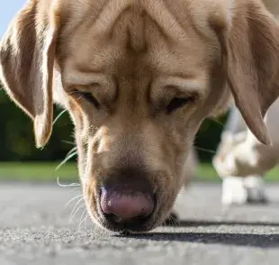 Uno de los olores más desagradables para los perros es el de los cítricos.