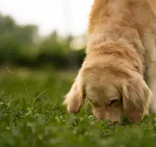 Los perros tienen un sentido del olfato extraordinariamente desarrollado.