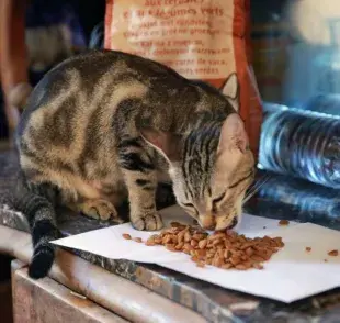 ¿Tu gato vomita sus croquetas? Podría ser un problema digestivo